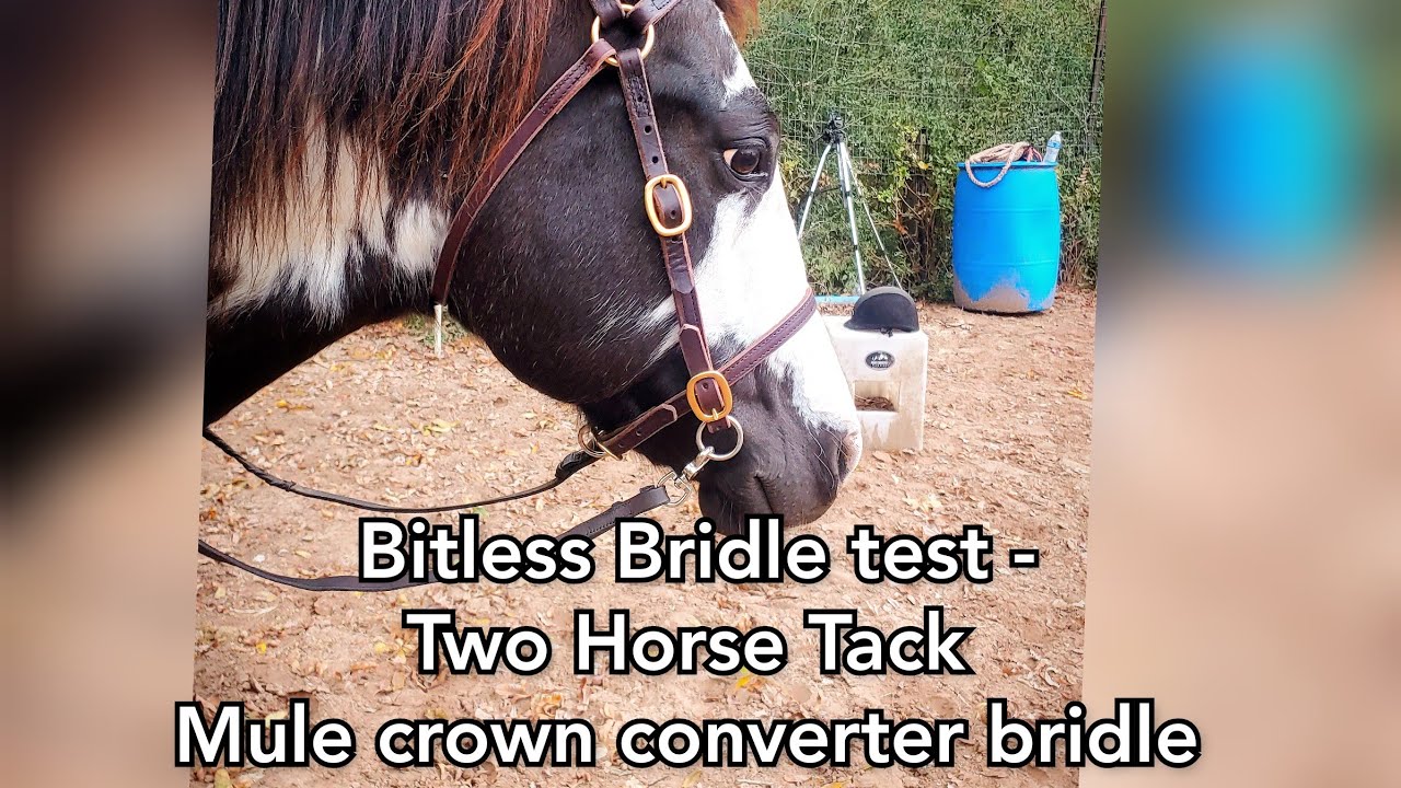 Bitless Test - 2 horse tack leather converter bridle with side pull rings