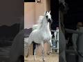 champion Stallion horse🏆🐎 #horse#champion #youtubeshorts#viralvideo #trendingshorts#viral#shortsfeed