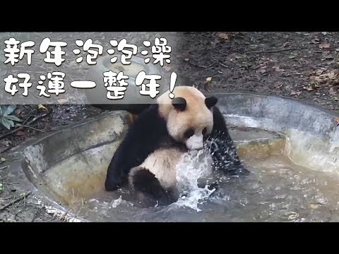 《熊貓早晚安》新年泡泡澡，好運一整年！| iPanda熊貓頻道