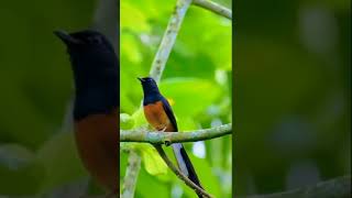 Download Lagu murai batu di alam sungguh indah suara aslinya yaahh MP3