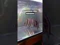 #shorts #predator