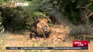 Ethiopia's iconic Black-Maned Lions Face Extinction