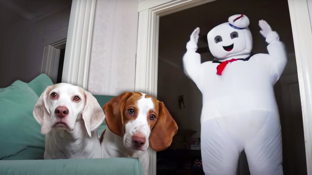 Dogs vs Mini & GIANT Marshmallow Puft Man: Funny Dog & Dancing Marshmallow Man Prank