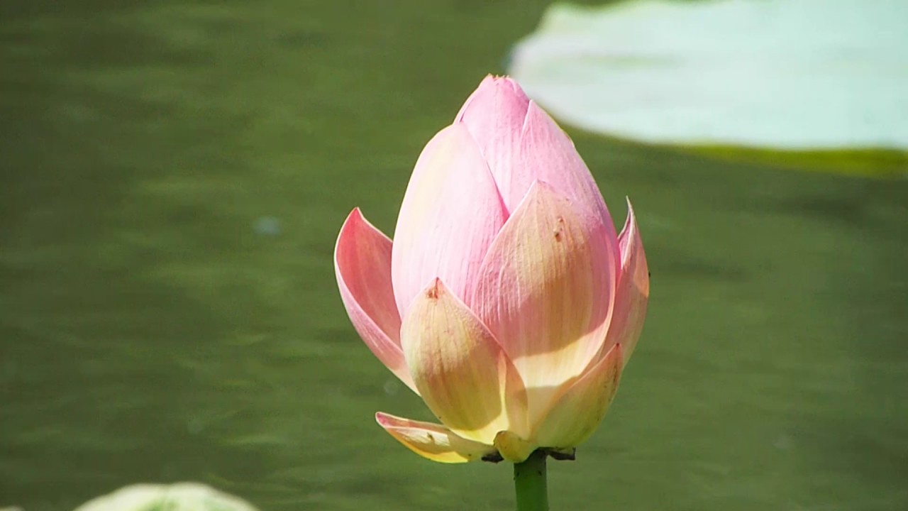 лотос на воде. лотосовые поля астрахань. лотос покровский. и цветы лотоса распустились там где. долина лотосов воронеж.