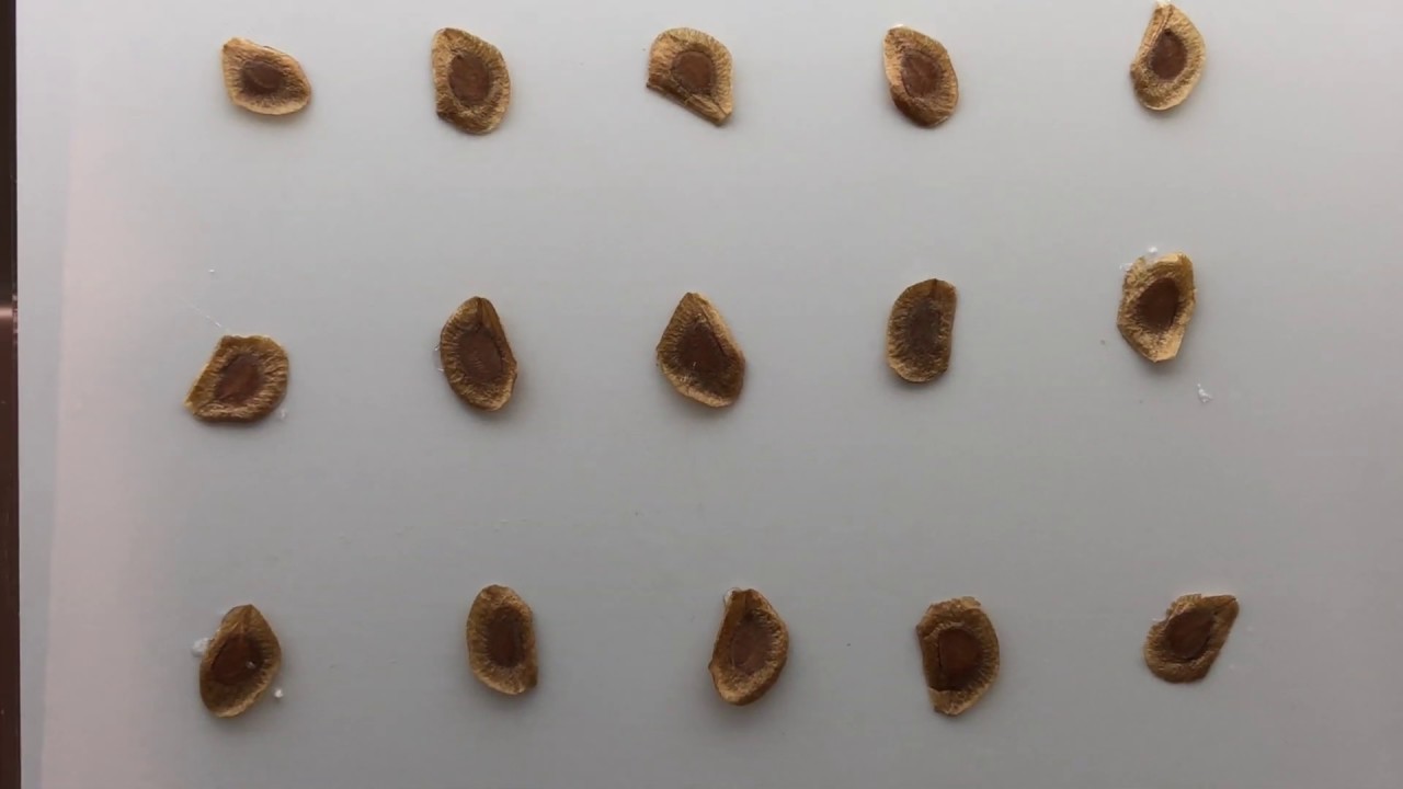 台灣百合種子標本lilium Formosanum Seed Specimen Youtube