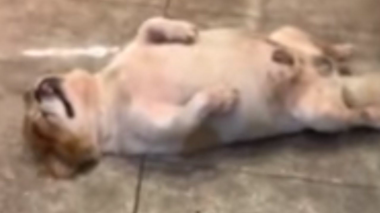 videos for cats Cute doggy in Taiwan sleeps in hilarious position