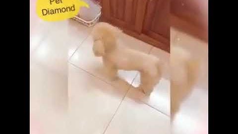 Poodle | Khách đi Spa cắt tỉa nhà em, có tóc đẹp trai đi chơi rồi...Poodle grooming | Pet Diamond TV