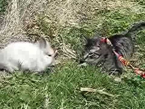 My Cat Chasing Rabbits, That Is The Rabbits Chase The Cat