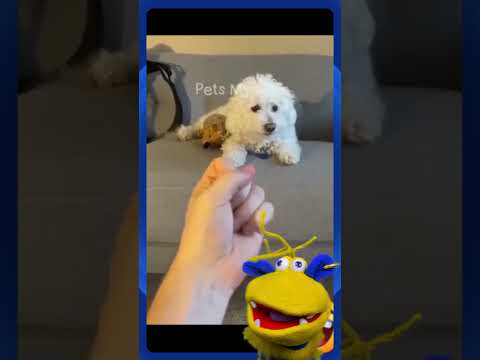 Cats scared best