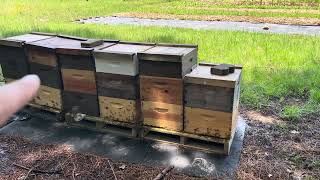 BALDERAS APIARY! Post-inspection discussion.