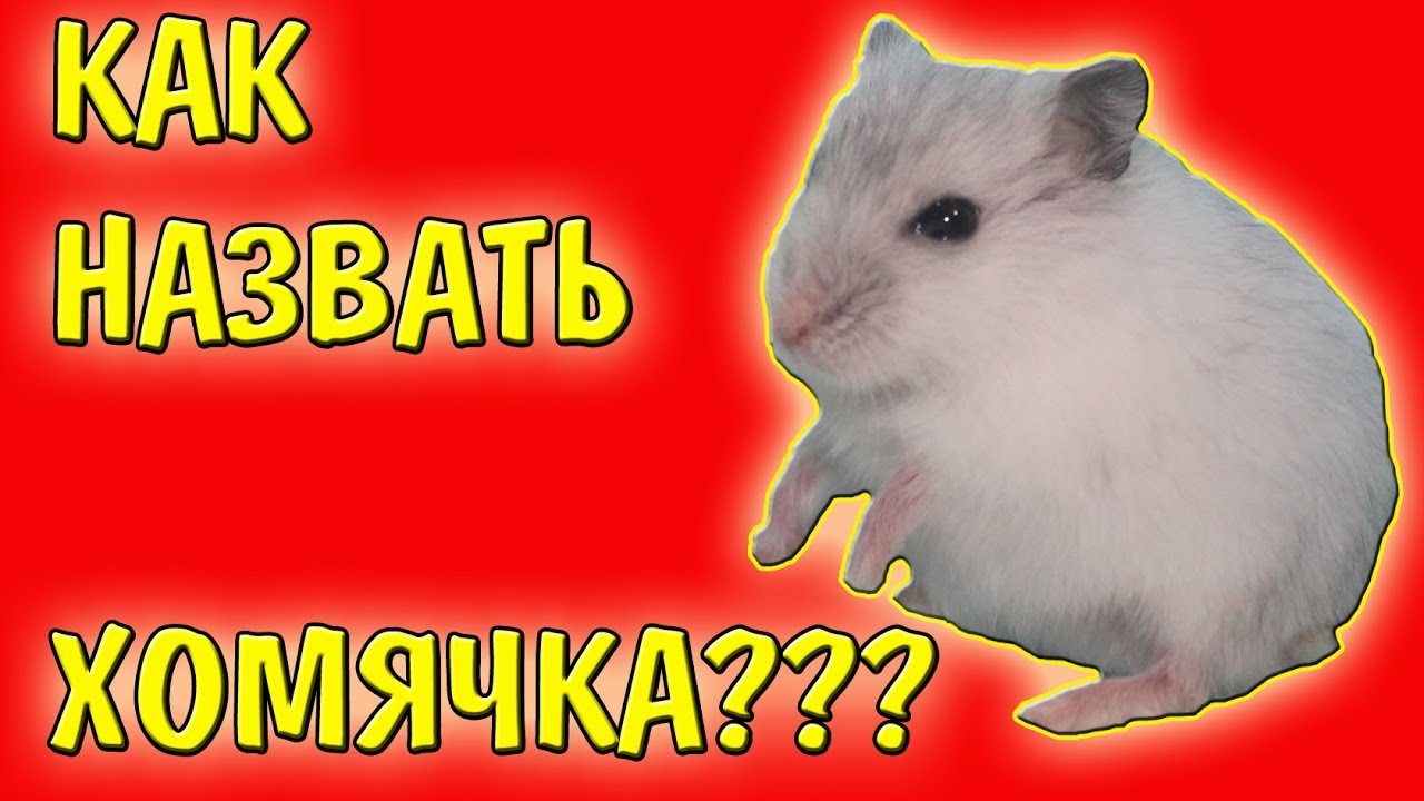 Имена для хомяков. Как выбрать имя хомяку Имена для хомяков. Как выбрать имя хомяку