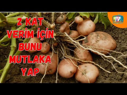 Video: Patates Bitkileri Yetiştiriciliği - Patateslerin Dikim Derinliği Hakkında Bilgi