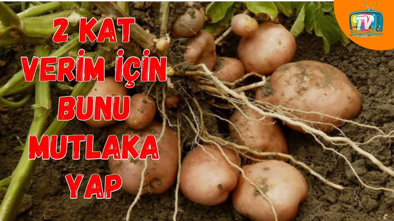 PATATESTE İKİ KAT VERİM İÇİN MUTLAKA BÖYLE YETİŞTİR #patatesyetiştirciliği  patates nasıl yetişir