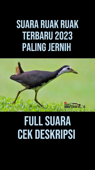 suara burung ruak ruak