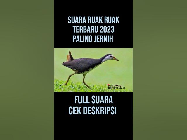 suara burung ruak ruak