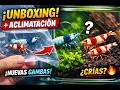 ¡Llegaron mis Caridinas! 🦐 Unboxing + Aclimatación PASO A PASO (Proyecto de Reproducción)