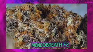 MendoBreath F2  Grape Juice Gas, Lemon/ Diesel,Pepper, Funk, DOOMsday Growers, Maine Cannabis