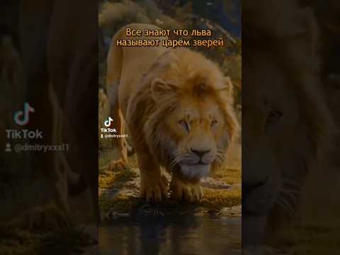 Почему Льва называют царём зверей #лев #царьзверей #саморазвитие #мотивация #смысл #жизнь #мудрость