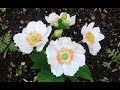 ABC TV | How To Make White Japanese Anemone Paper Flower From Crepe Paper - Craft Tutorial