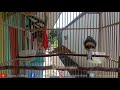 Kenari Gacor Full Tembakan Panjang Jernih Masteran Untuk Burung Lomba Kenari Gacor Buat Masteran Mp3 - Mp4 Download