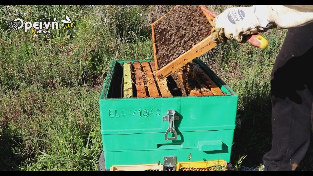Με έκραξαν, λάθος με κηρήθρα στο γόνο;