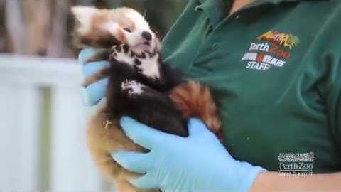 Red Panda Cubs Vet Check