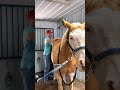 Breeding season here at Running Springs! #katievanslyke #runningspringsminifarm #aqha #foal #horses