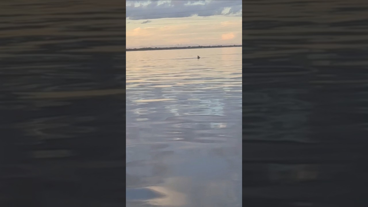 GON FISHING SAW SHARKS #fish #sharks #bigfish