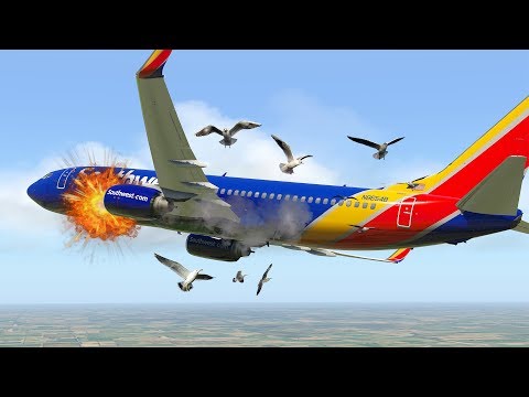 ვიდეო: ჩიტი და თვითმფრინავები