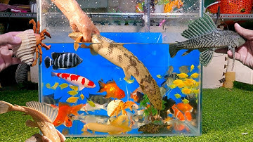 Tổng hợp các loại cá cảnh đẹp, cá ba đuôi mắt lồi, cá khủng long, cá koi, cá ông tiên