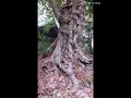 【2025年 検見川神社にて参拝】おみくじ引いたら⋯私も息子も大吉でした🌟🌟#鳩さんから歓迎 #巳年🐍 #暫くYouTubeはお休みいたします🙇#いつもありがとうございます