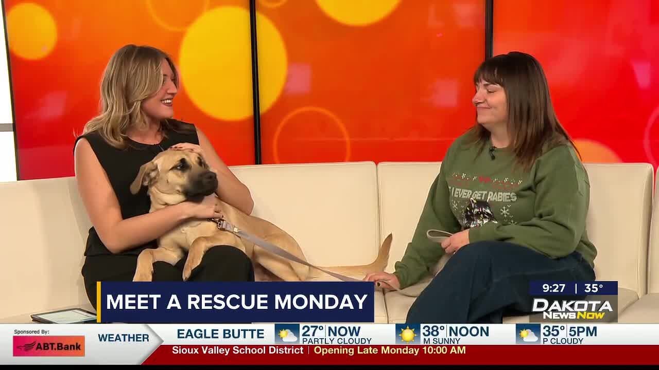 Meet a Rescue Monday: Krossen - YouTube