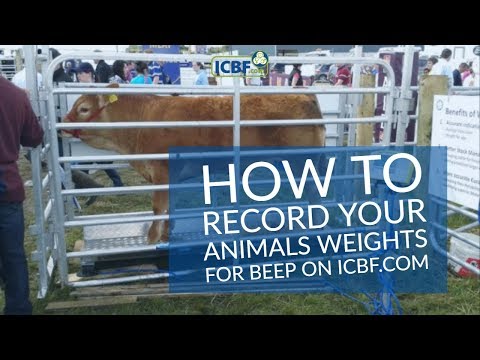 How to record your animals weights for BEEP on ICBF.com