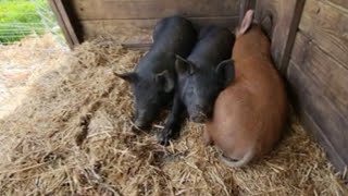 Best Pig Pen for Feeder Pigs