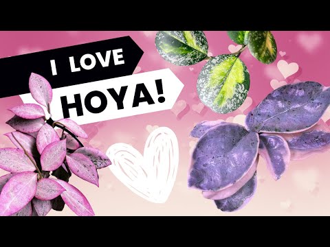Why I used to not like Hoya