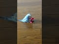 インコのせんたくばさみ側転 の動画、YouTube動画。