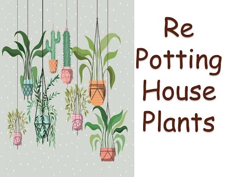 Repotting House Plants