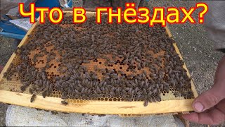 СОСТОЯНИЕ СЕМЕЙ КАРНИКА! Объявление для пчеловодов! РЕВИЗИЯ и СТИМУЛЯЦИЯ семей!