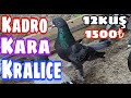 Kadro Kara Kraliçe. &#39;&#39;12Kuş-1500pey&#39;&#39;