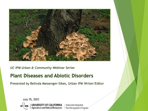 Plant Diseases and Abiotic Disorders
