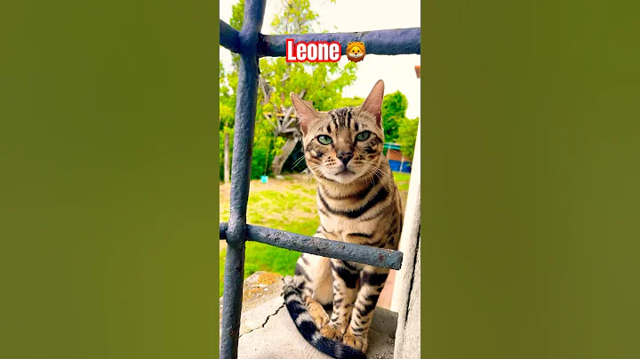 Video 10073521: bengalcat bengals cat kitten, bengals kitten bengalcat animals, leopard cat bengalcat, cute bengal leopard