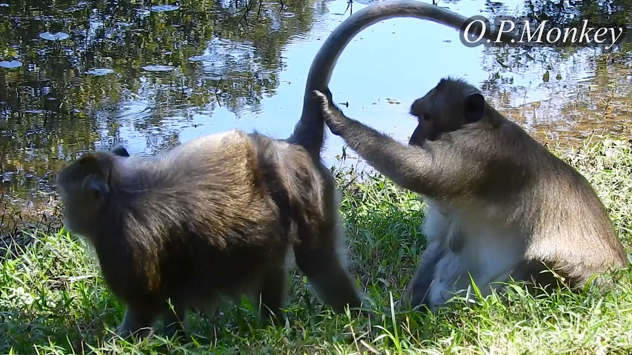 Skippy Boss monkey funny small baby - YouTube