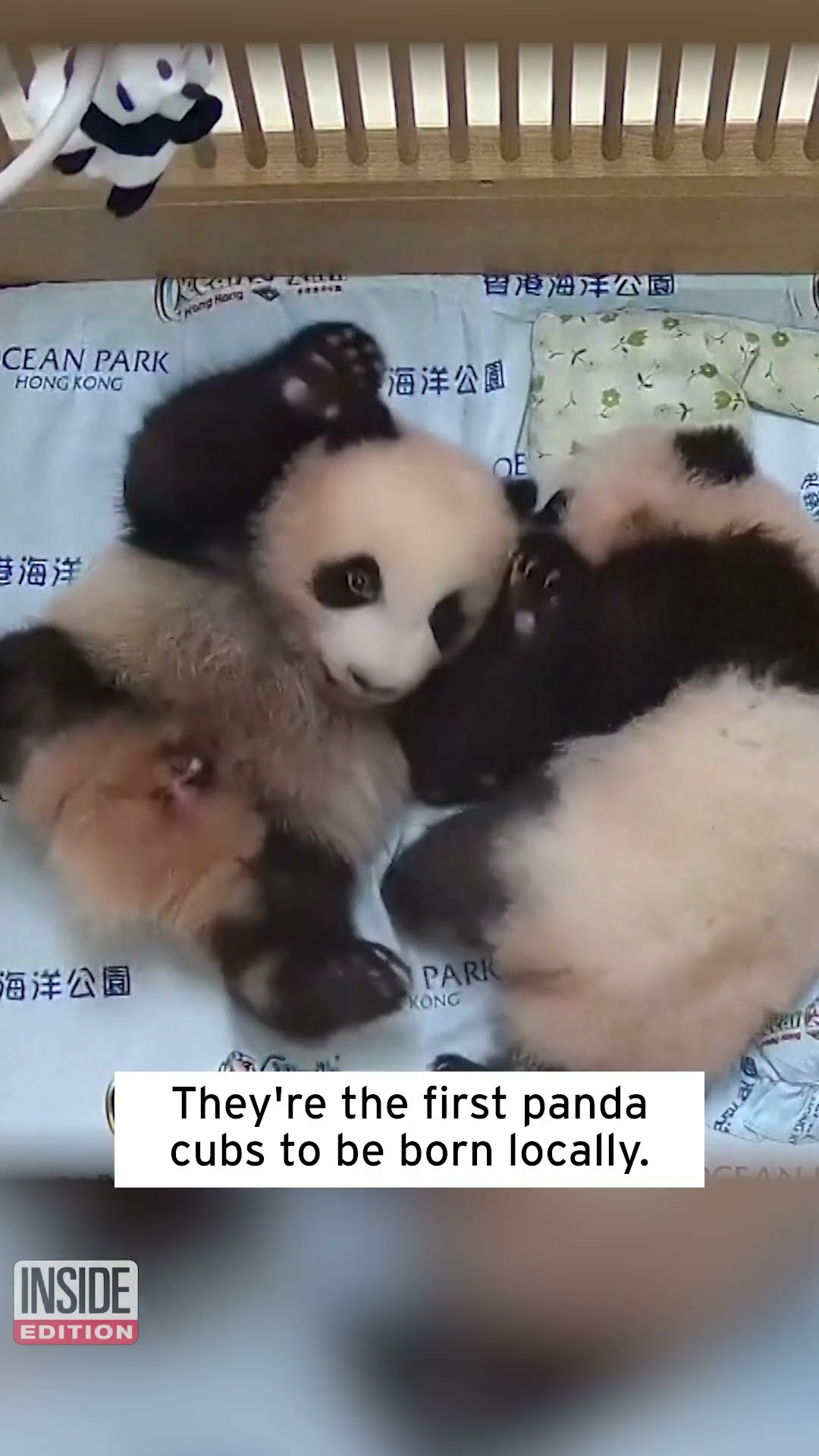 First 2 Panda Cubs Born in Hong Kong #shorts