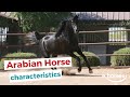 Arabian horse  characteristics origin  disciplines