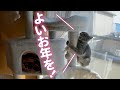初めてのキャットタワーに興奮する猫
