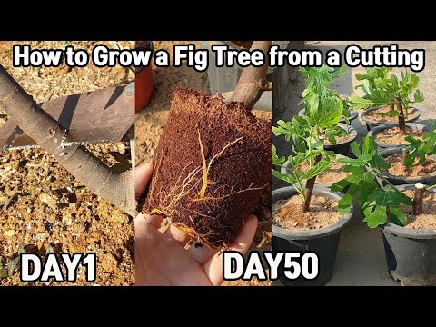 Βίντεο: Celeste Fig Tree Πληροφορίες - Πώς να καλλιεργήσετε σύκα Celeste στον κήπο