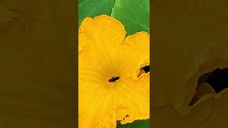 #bee  #gnat  #pumpkin #flower  #shorts