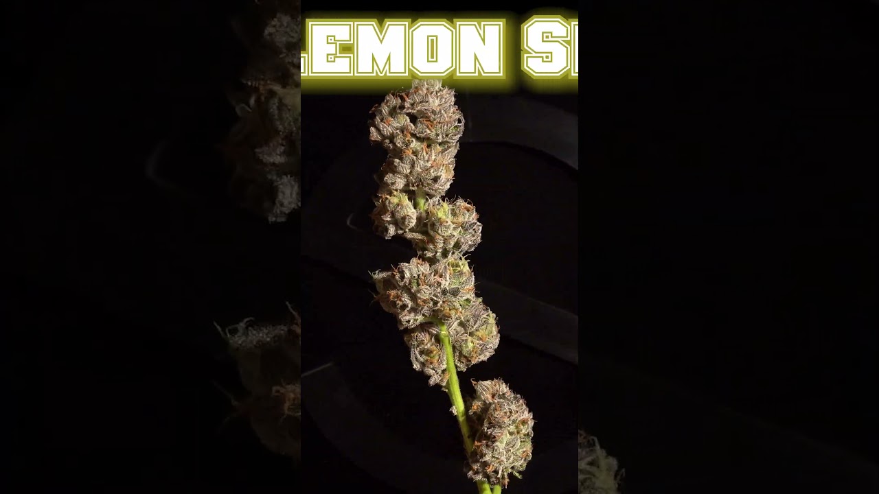 Check Out the New Strain Highlight for Lemon Slam!! #stabilitycannabis #stability.cannabis