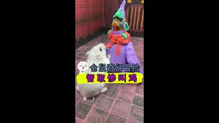 仓鼠奇幻冒险 之 鼠在囧途!误入游戏世界,能顺利逃脱吗?Hamster escape from Terraria Maze!【喵小呜的布丁】