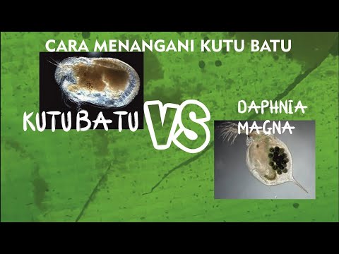 Video: Bolehkah Anda Menggunakan Bumi Diatom Untuk Kutu?